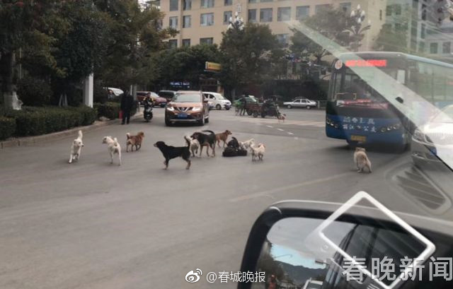 一极黄色片