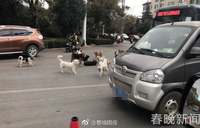 中美性猛交Xxxx乱大交3
