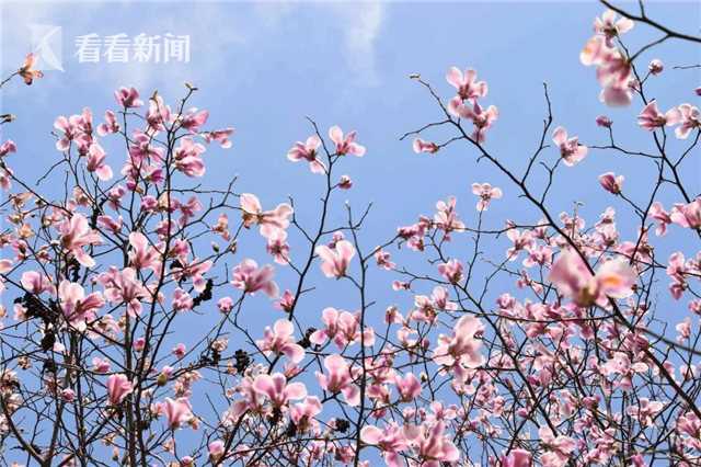 免费 Av 直播