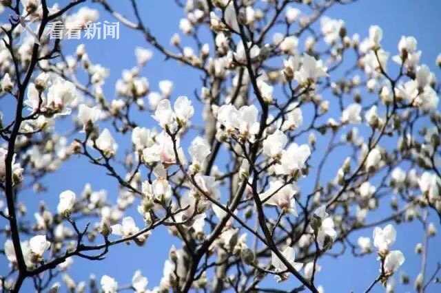 免费日韩黄色电影手机观看