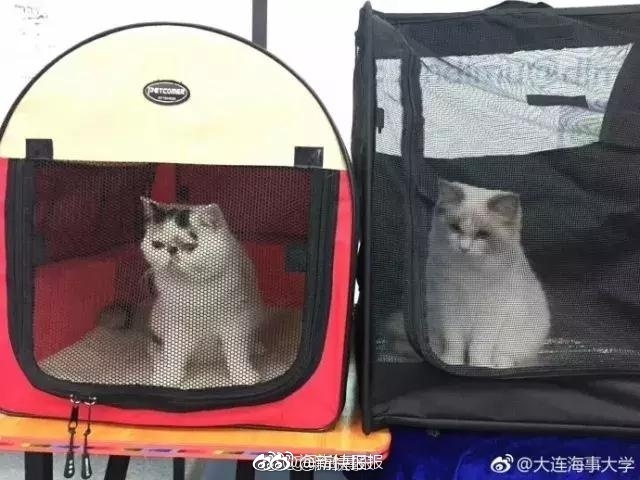 美女裸体网站