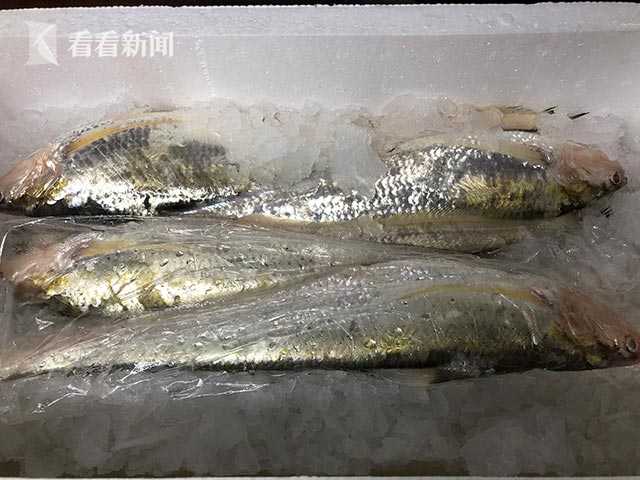 灯露椎