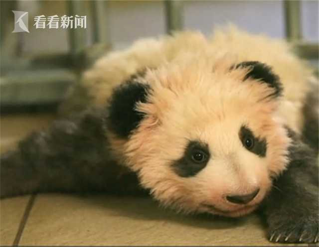 91精品人妻一区二区三区蜜桃
