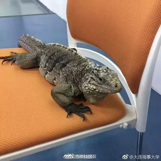 1000部毛片A片免费观看