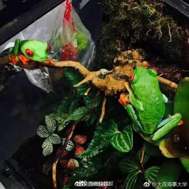 黑人又大又粗