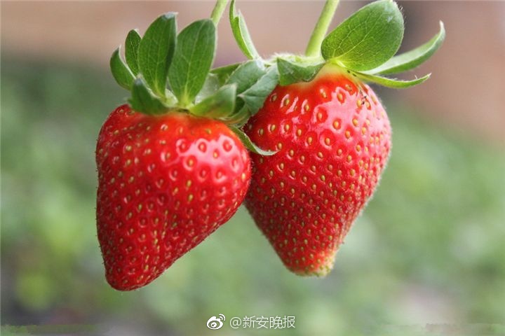 最新 色情 网址