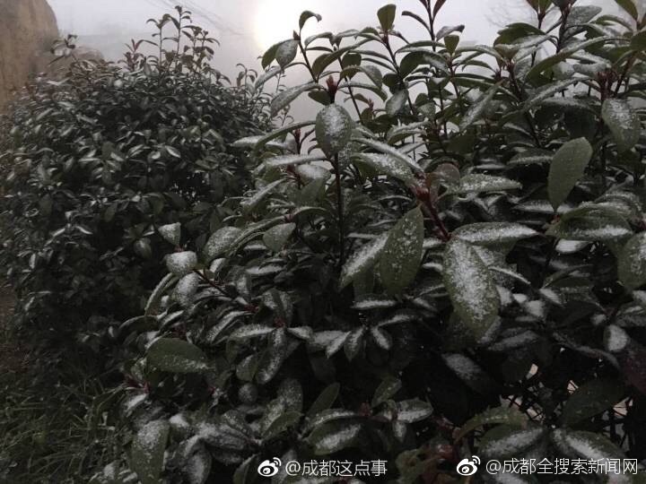 腐团儿