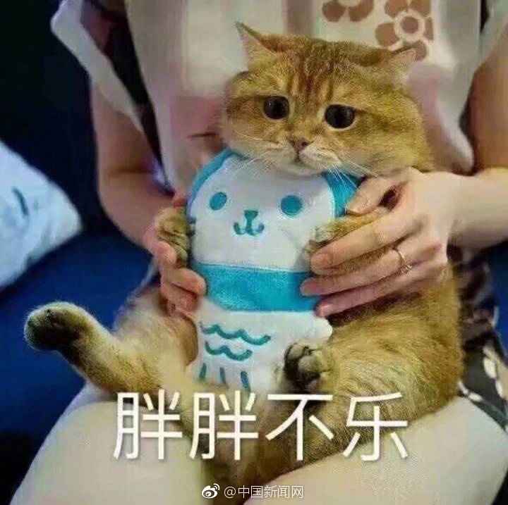 4K 成人 网站