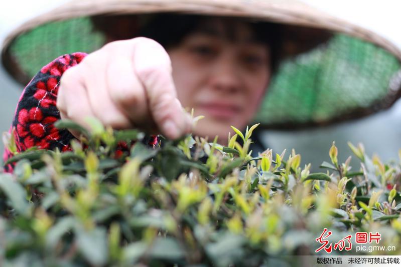 草莓视频成人app 免费魅影