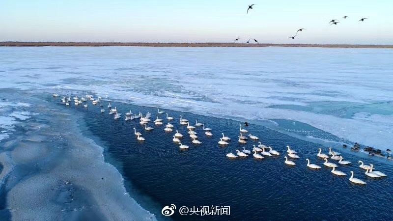 Xxxx Free Chinese Hd