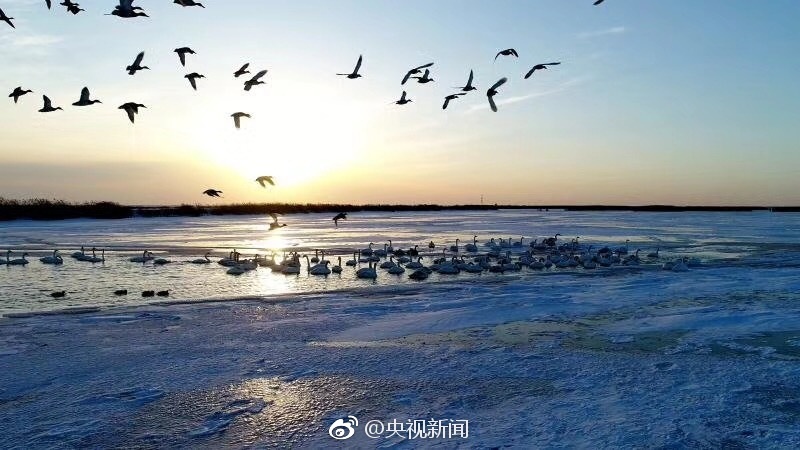 老师好紧 蕾丝丝袜和我做漫画