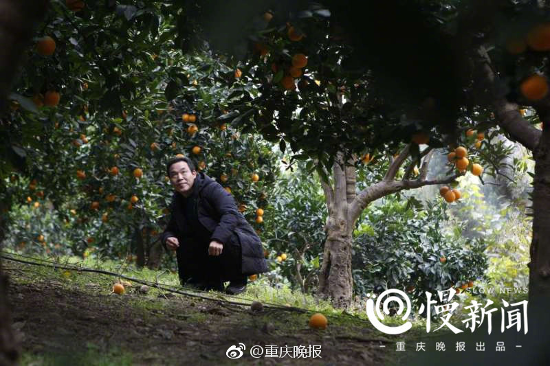 香港黄业Bb毛都图片
