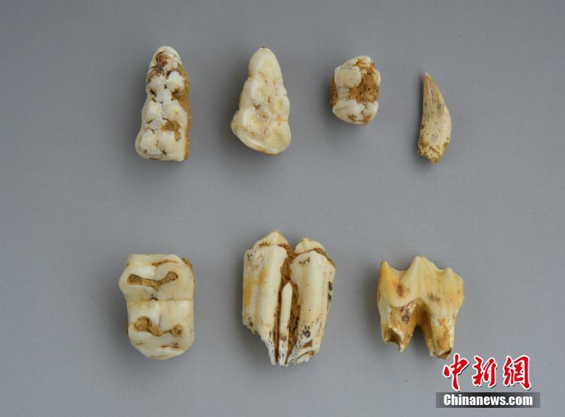麻豆精品传媒2021网站下载