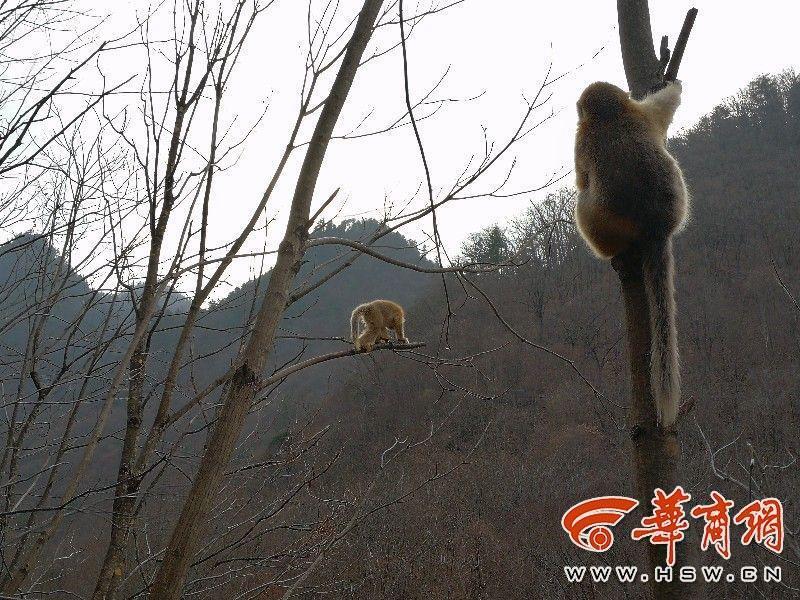 完全家族