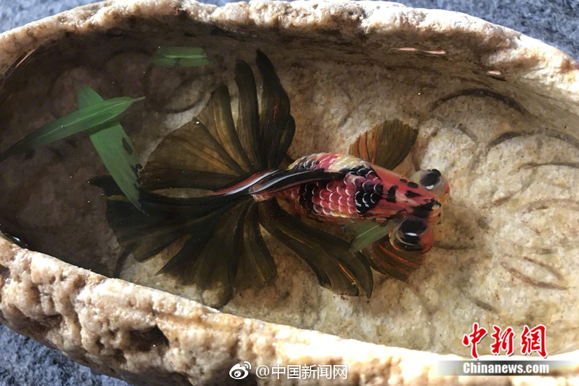 尼亚州AZ秘 一区二区三