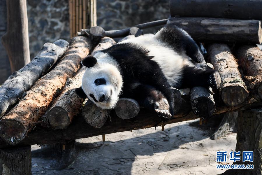 成人 动画 中文