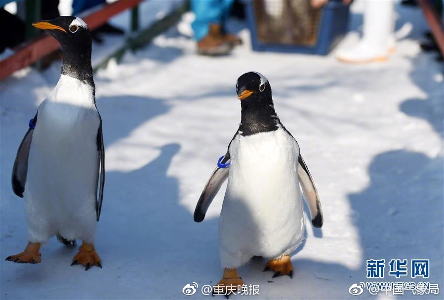 巴西人与性动交