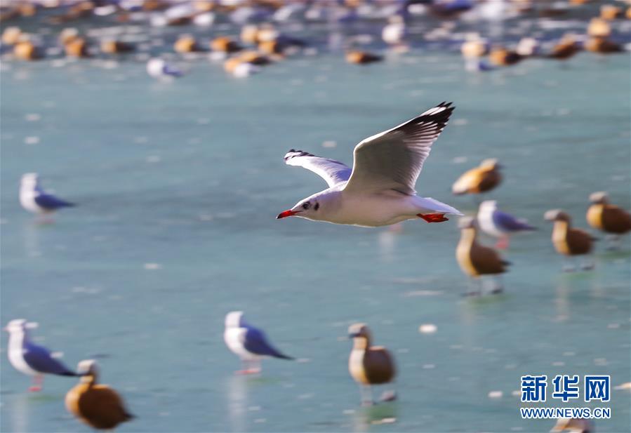 欧美Aa三级片