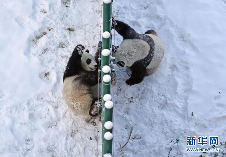 中国x站下载