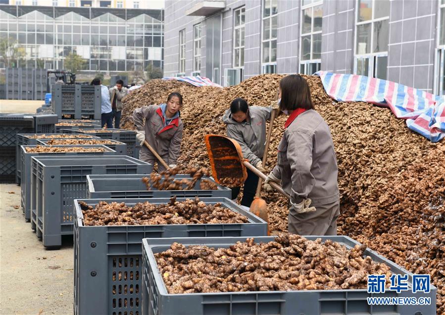 特黄性爱免费视频在线播放