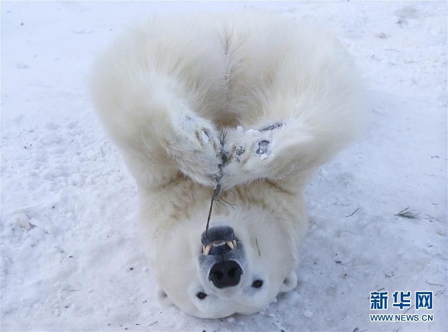哪里有免费黄色网址