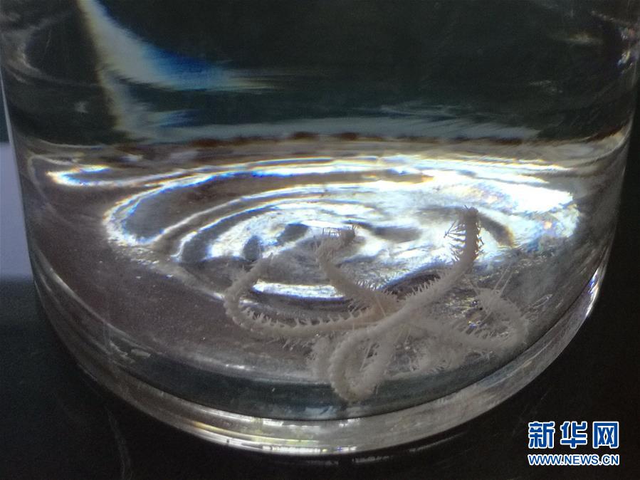 夫妻看黄色视频片