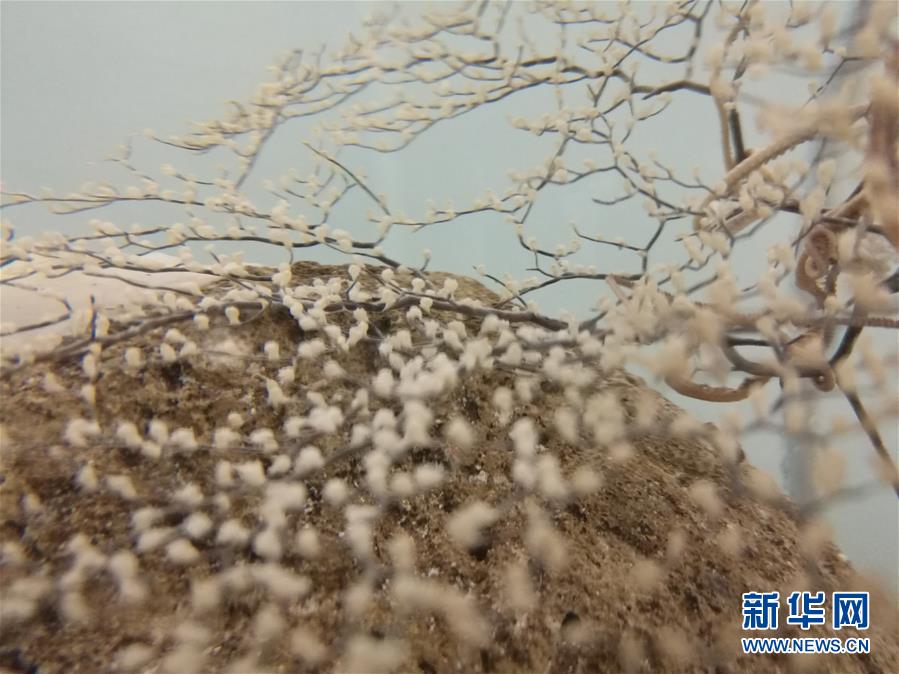 葉山瞳