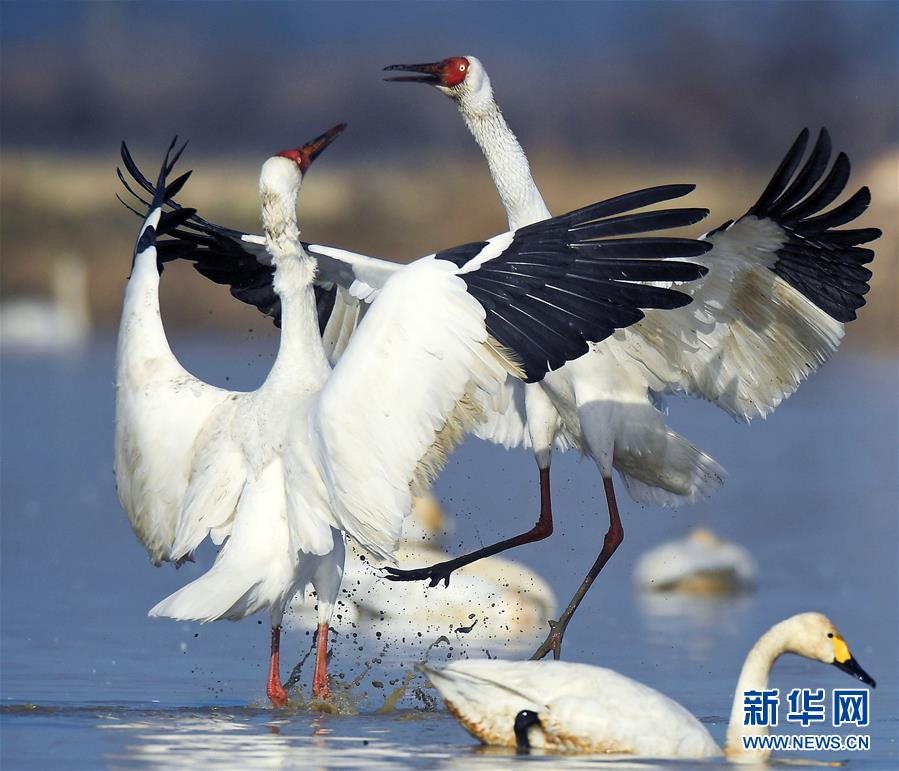 爱威奶