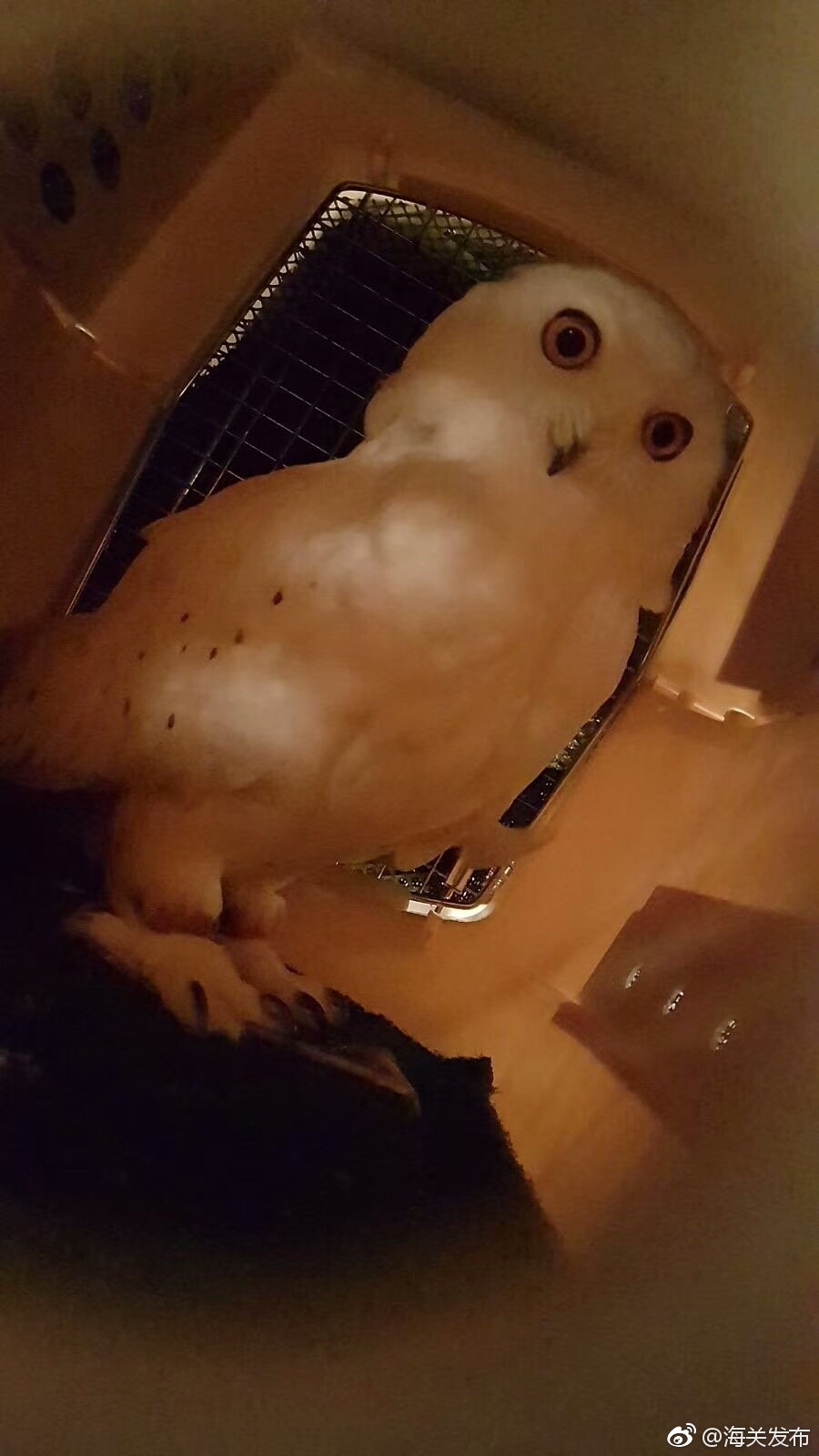 孕妇与野兽的性行为视频