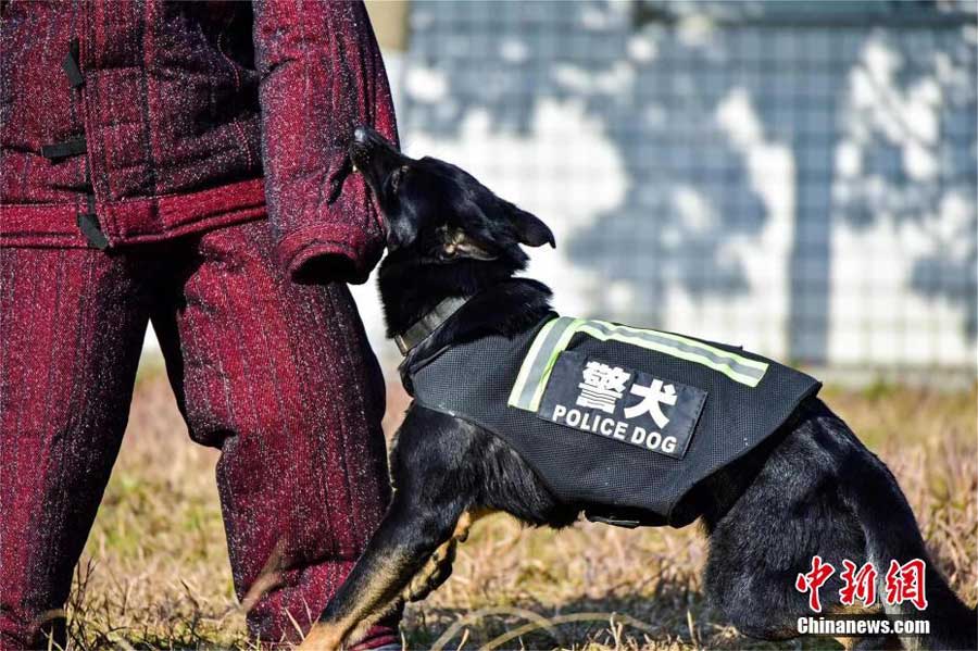黑大吊日B