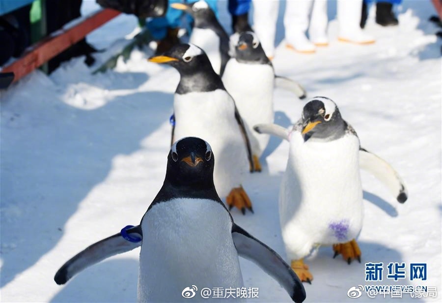 人人艹人人