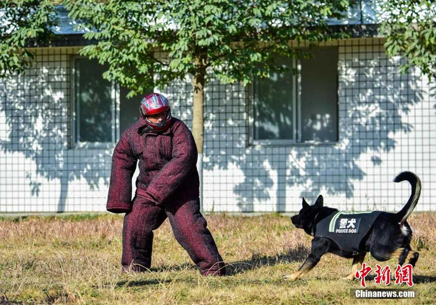 四虎影成人精品A片