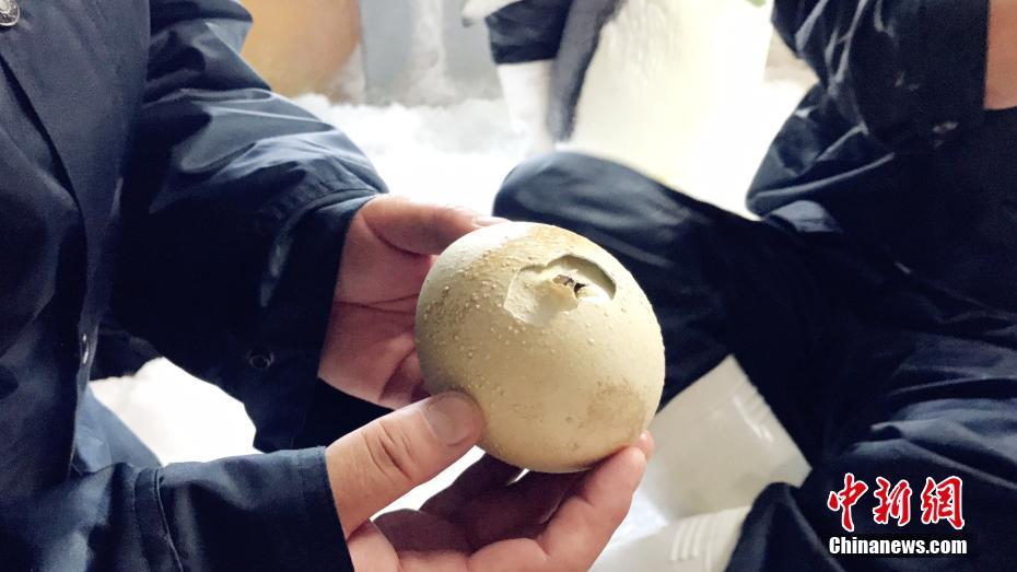 免费在线看人成视频