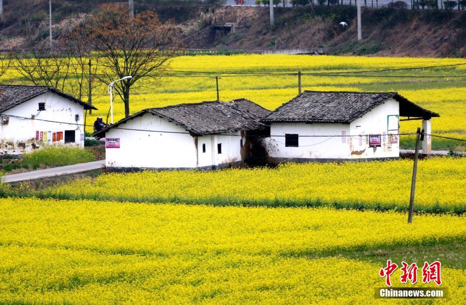 黄片影院