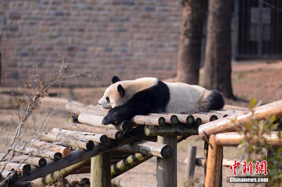 ChinaXXX对白刺激仙踪林