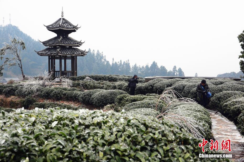 可以播放看的黄色网站网址