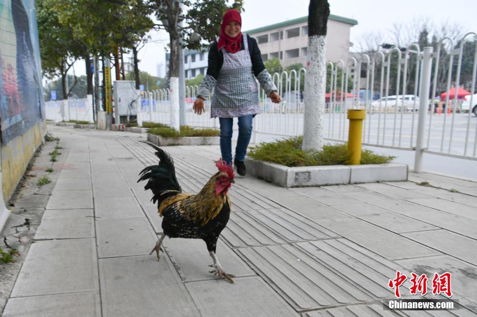 網紅押尾貓
