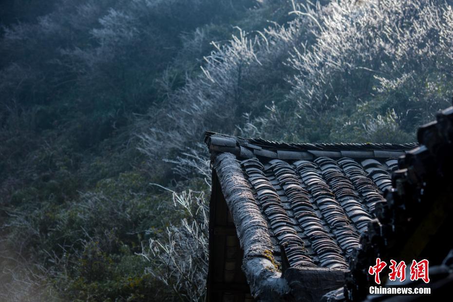 若林美保