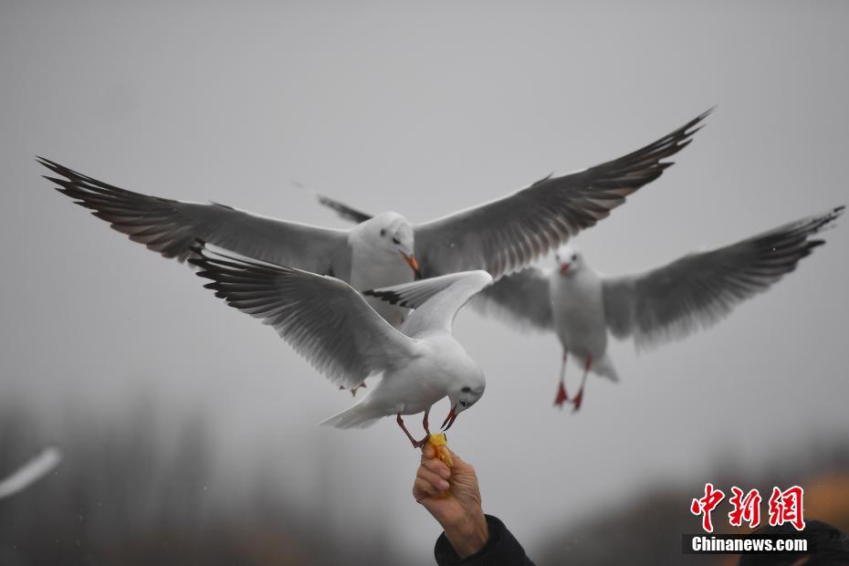 看黄色网络