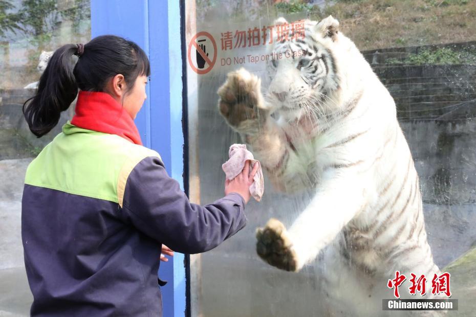 少妇免费直播
