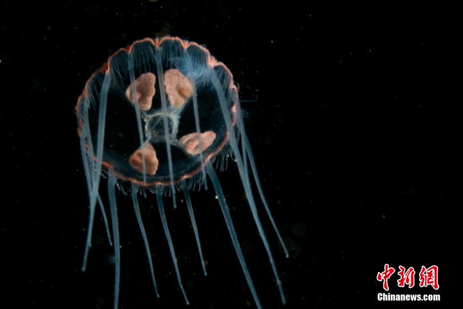 张筱雨两腿之间毛毛图片