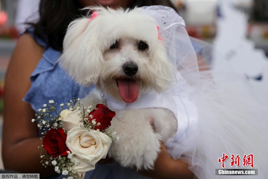 另类爽妇肥婆Com