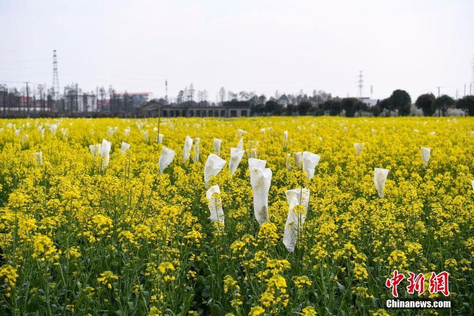 苍井空50分钟无打码视频Mi