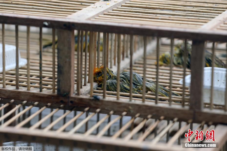成人A片产无码免费视频奶头麻豆