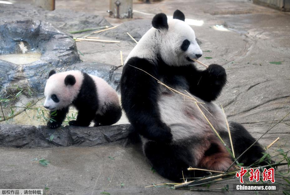 第一章豪妇荡乳黄淑珍