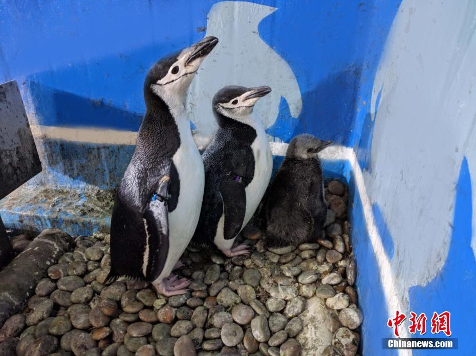 台湾的黄色电影视频。