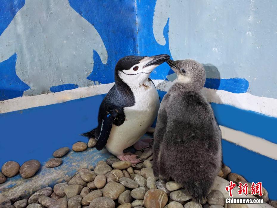 欧|洲免费黄色网站