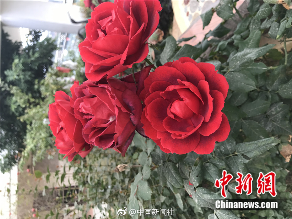 冷狐汉化300款黄油直装