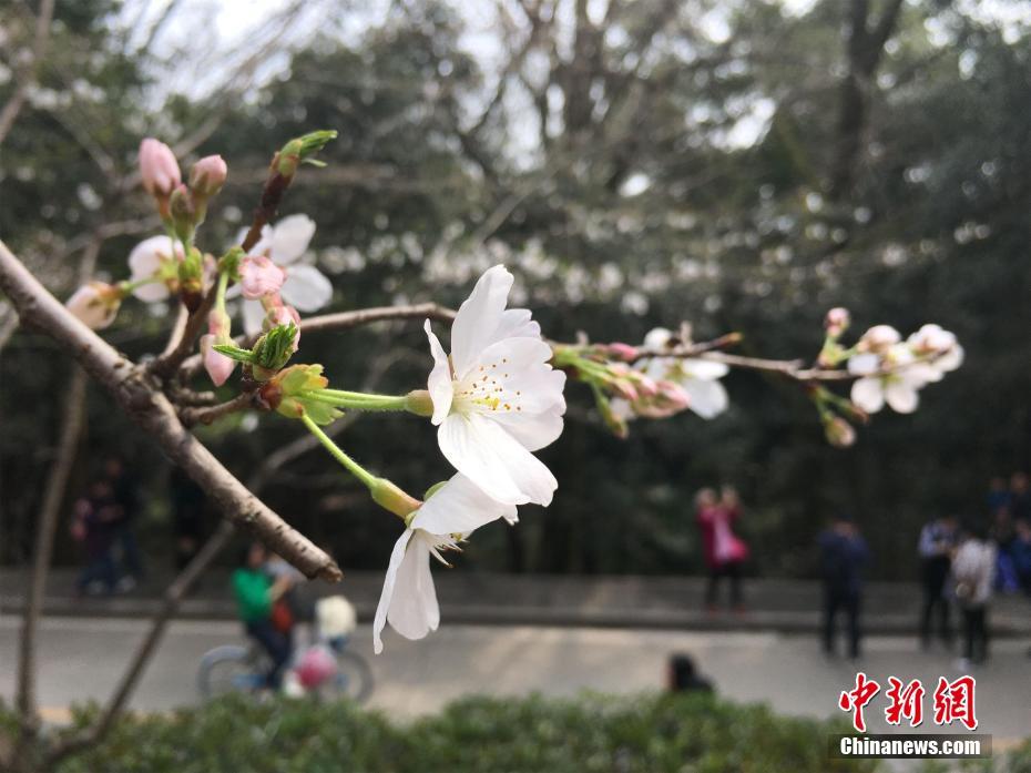 撸撸网站