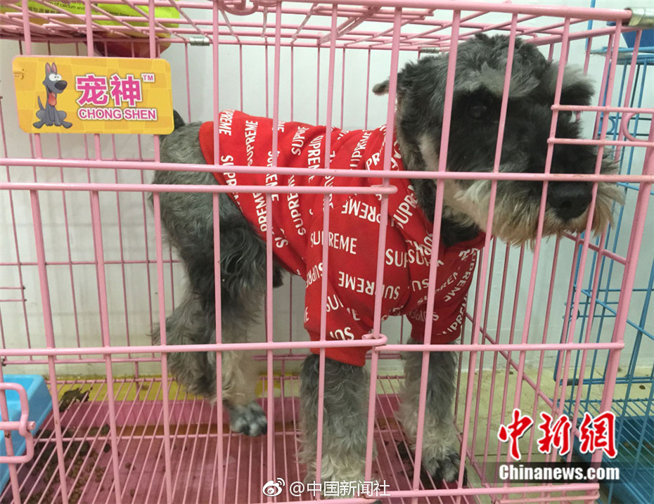 黄色网站站毛片2